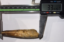 Load image into Gallery viewer, HUGE Spinosaur Fossil Dinosaur Tooth 3.34 Inches with Display Stand and Case
