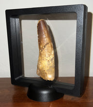 Load image into Gallery viewer, HUGE Spinosaur Fossil Dinosaur Tooth 3.34 Inches with Display Stand and Case
