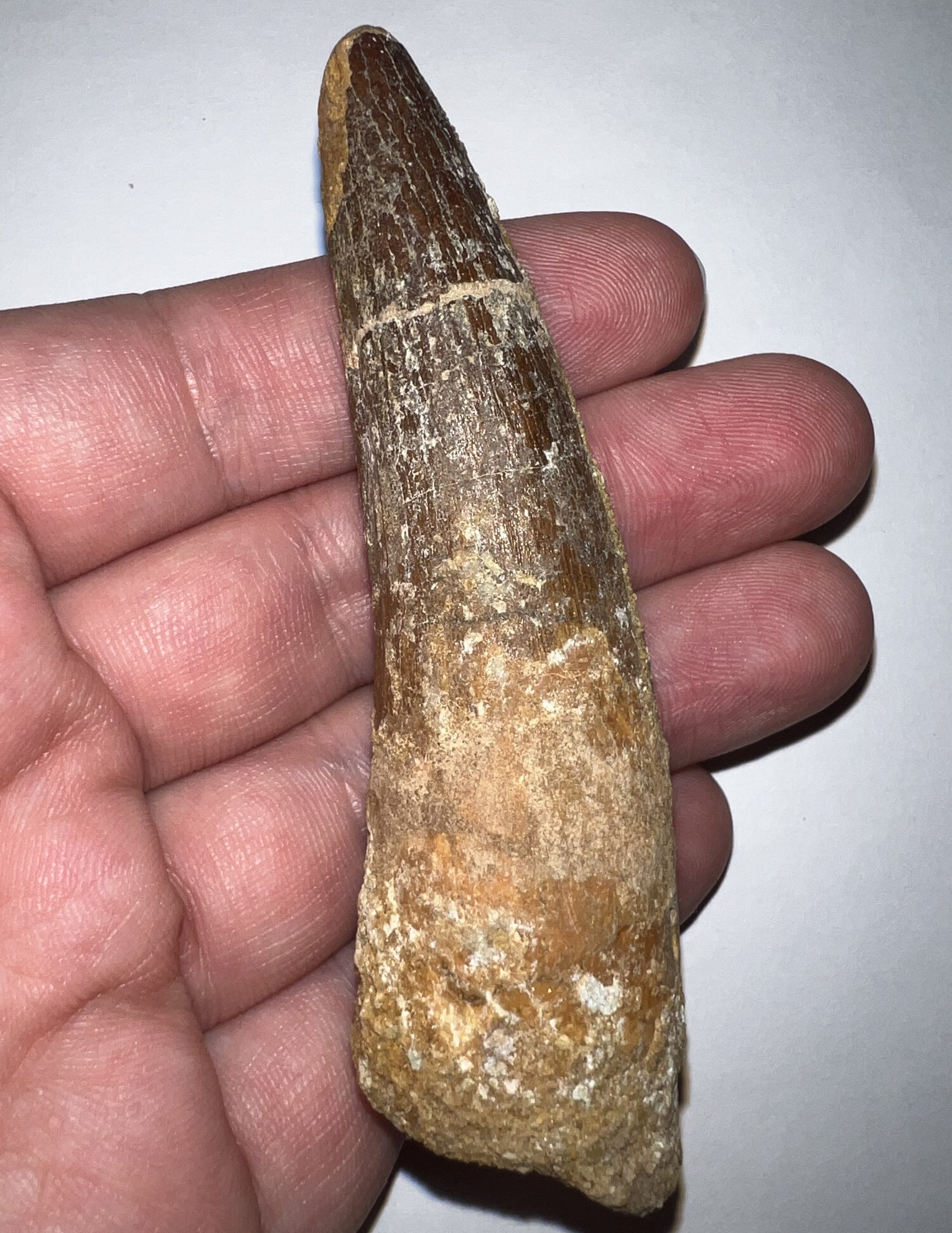 HUGE Spinosaur Fossil Dinosaur Tooth 3.667 Inches with Display Stand and Case