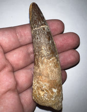 Load image into Gallery viewer, HUGE Spinosaur Fossil Dinosaur Tooth 3.667 Inches with Display Stand and Case
