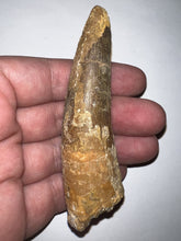 Load image into Gallery viewer, HUGE Spinosaur Fossil Dinosaur Tooth 3.667 Inches with Display Stand and Case
