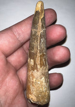 Load image into Gallery viewer, HUGE Spinosaur Fossil Dinosaur Tooth 3.667 Inches with Display Stand and Case
