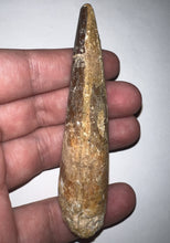 Load image into Gallery viewer, HUGE Spinosaur Fossil Dinosaur Tooth 3.667 Inches with Display Stand and Case
