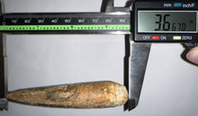 Load image into Gallery viewer, HUGE Spinosaur Fossil Dinosaur Tooth 3.667 Inches with Display Stand and Case
