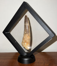 Load image into Gallery viewer, HUGE Spinosaur Fossil Dinosaur Tooth 3.667 Inches with Display Stand and Case
