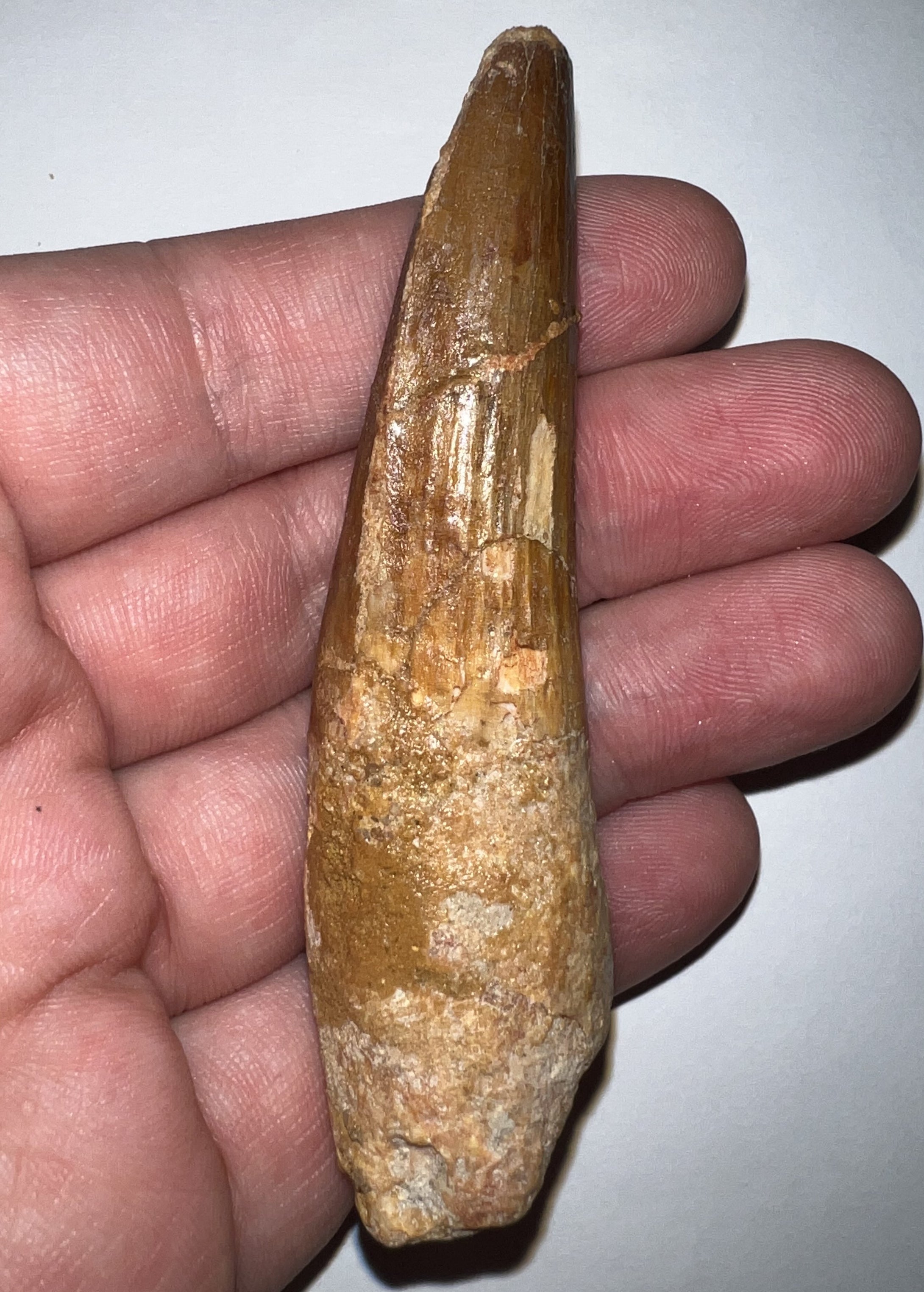 Huge Spinosaur Dinosaur Fossil Tooth 3.4 Inches with Display Stand and Case