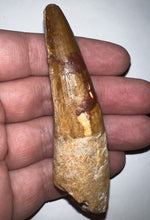 Load image into Gallery viewer, Huge Spinosaur Dinosaur Fossil Tooth 3.4 Inches with Display Stand and Case
