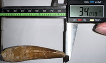 Load image into Gallery viewer, Huge Spinosaur Dinosaur Fossil Tooth 3.4 Inches with Display Stand and Case
