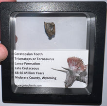 Load image into Gallery viewer, Framed Triceratops type Ceratopsian Tooth Lot One Per Order .5 Inches
