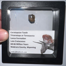 Load image into Gallery viewer, Framed Triceratops type Ceratopsian Tooth Lot One Per Order .5 Inches
