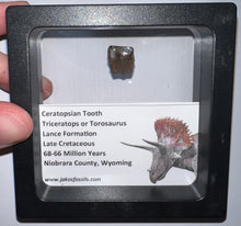 Load image into Gallery viewer, Framed Triceratops type Ceratopsian Tooth Lot One Per Order .5 Inches
