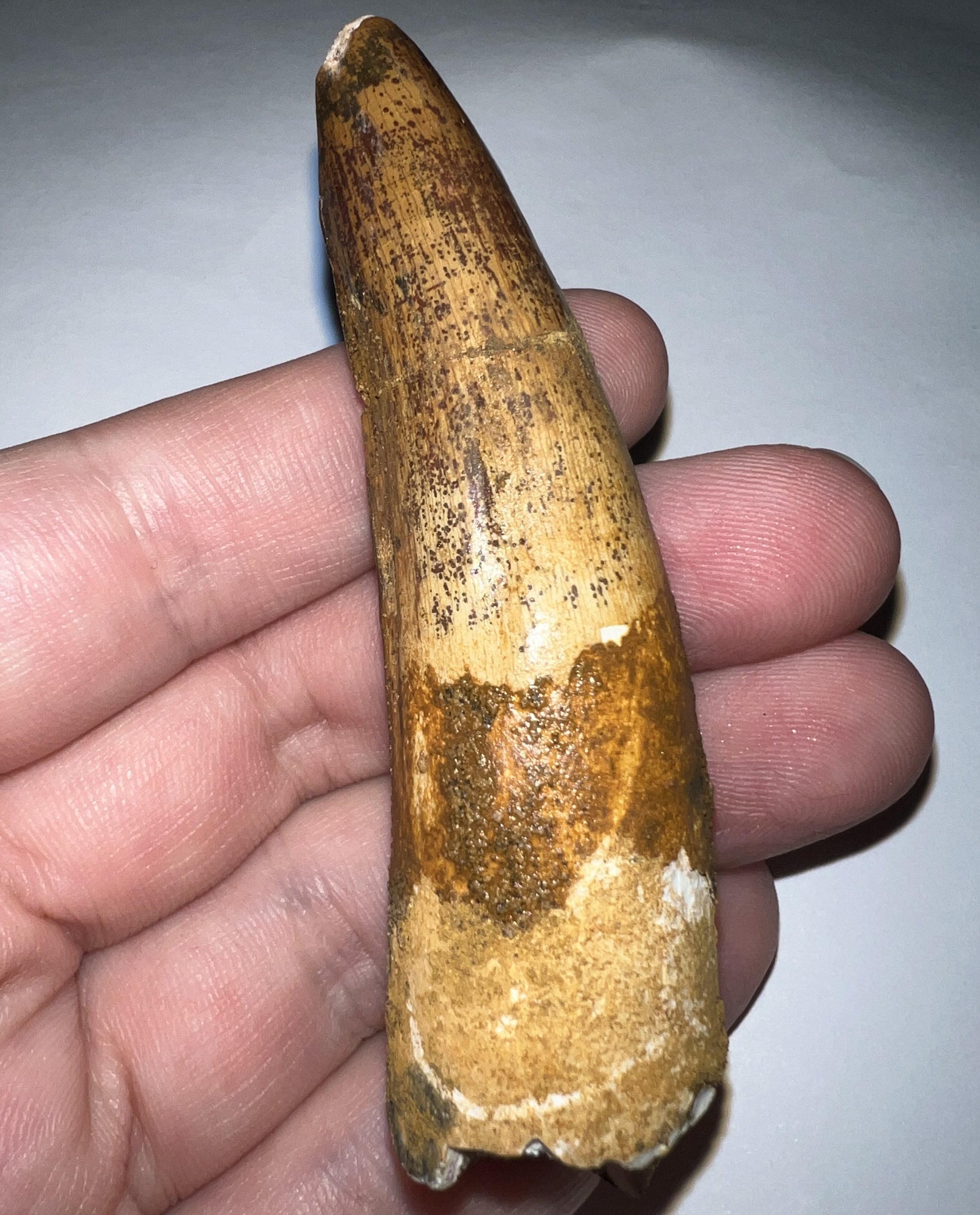 HUGE Pathological Spinosaur Dinosaur Tooth 3.32 Inches with Display Stand and Case