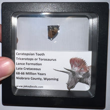 Load image into Gallery viewer, Framed Triceratops type Ceratopsian Tooth Lot One Per Order .5 Inches
