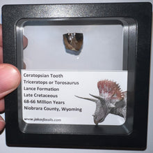 Load image into Gallery viewer, Framed Triceratops type Ceratopsian Tooth Lot One Per Order .5 Inches

