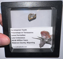 Load image into Gallery viewer, Framed Triceratops type Ceratopsian Tooth Lot One Per Order .5 Inches
