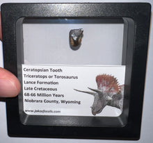 Load image into Gallery viewer, Framed Triceratops type Ceratopsian Tooth Lot One Per Order .5 Inches
