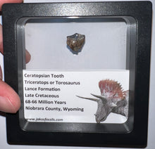 Load image into Gallery viewer, Framed Triceratops type Ceratopsian Tooth Lot One Per Order .5 Inches
