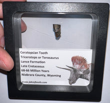 Load image into Gallery viewer, Framed Triceratops type Ceratopsian Tooth Lot One Per Order .5 Inches
