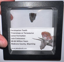 Load image into Gallery viewer, Framed Triceratops type Ceratopsian Tooth Lot One Per Order .5 Inches
