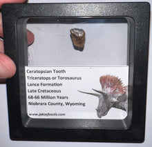 Load image into Gallery viewer, Framed Triceratops type Ceratopsian Tooth Lot One Per Order .5 Inches
