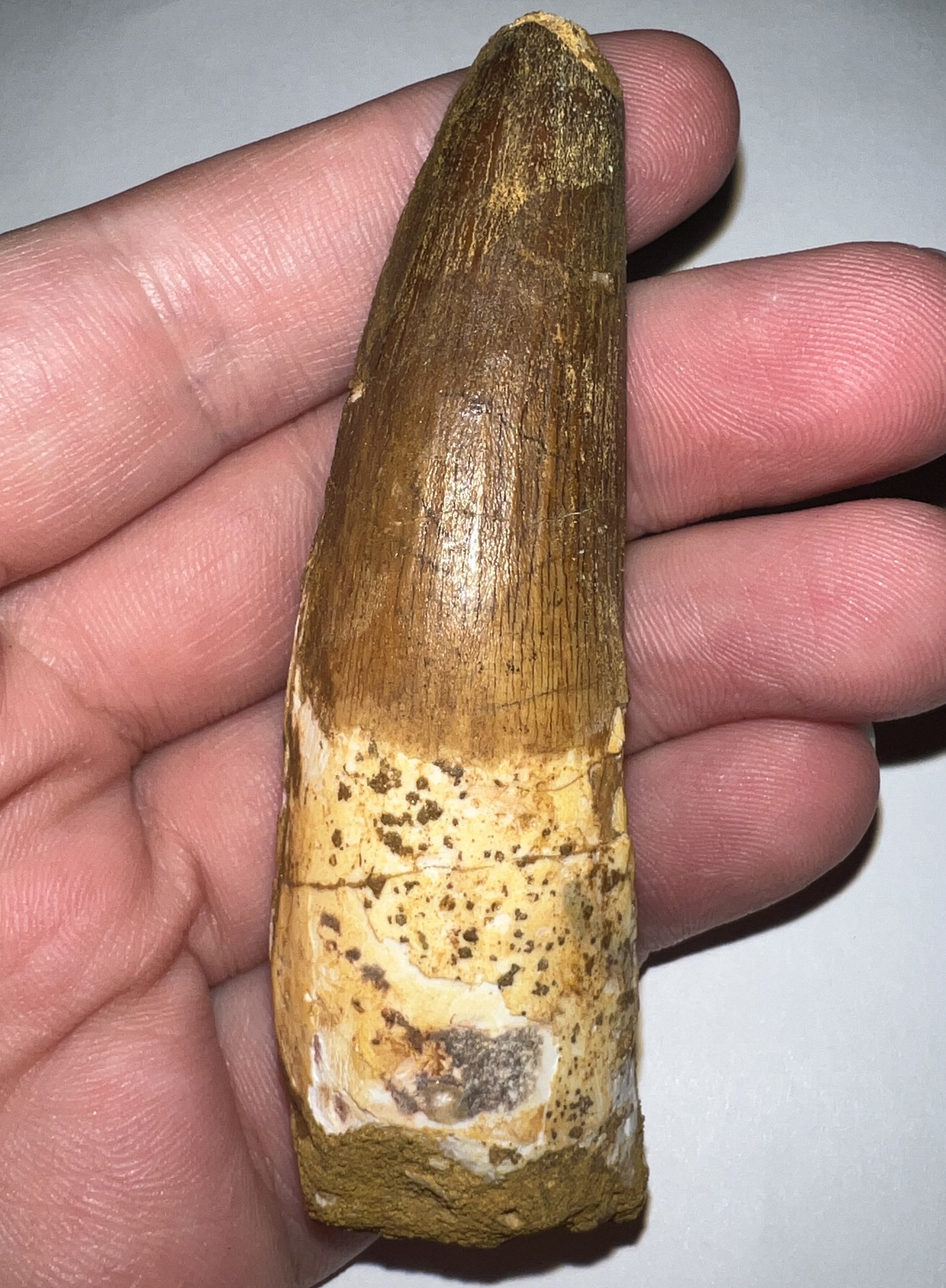 HUGE Spinosaur Fossil Dinosaur Tooth 3.2 Inches with Display Stand and Case