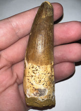 Load image into Gallery viewer, HUGE Spinosaur Fossil Dinosaur Tooth 3.2 Inches with Display Stand and Case
