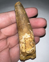 Load image into Gallery viewer, HUGE Spinosaur Fossil Dinosaur Tooth 3.2 Inches with Display Stand and Case
