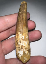 Load image into Gallery viewer, HUGE Spinosaur Fossil Dinosaur Tooth 3.2 Inches with Display Stand and Case
