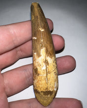 Load image into Gallery viewer, HUGE Spinosaur Fossil Dinosaur Tooth 3.2 Inches with Display Stand and Case
