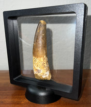 Load image into Gallery viewer, HUGE Spinosaur Fossil Dinosaur Tooth 3.2 Inches with Display Stand and Case
