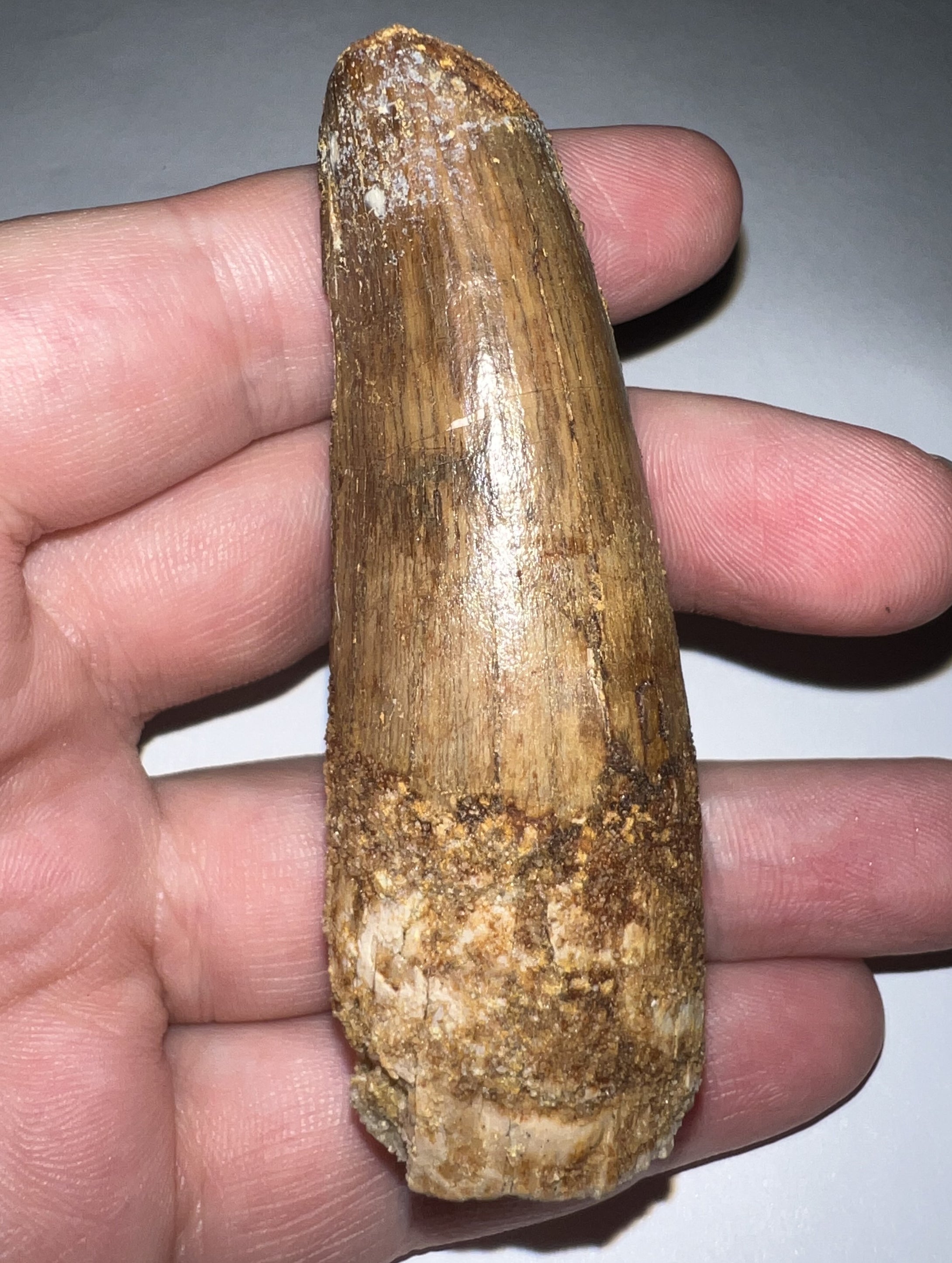 HUGE Spinosaur Fossil Dinosaur Tooth 3.09 Inches NO REPAIR with Display Stand and Case