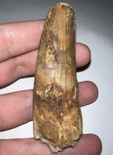 Load image into Gallery viewer, HUGE Spinosaur Fossil Dinosaur Tooth 3.09 Inches NO REPAIR with Display Stand and Case
