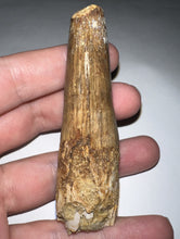 Load image into Gallery viewer, HUGE Spinosaur Fossil Dinosaur Tooth 3.09 Inches NO REPAIR with Display Stand and Case
