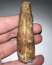 Load image into Gallery viewer, HUGE Spinosaur Fossil Dinosaur Tooth 3.09 Inches NO REPAIR with Display Stand and Case
