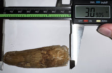 Load image into Gallery viewer, HUGE Spinosaur Fossil Dinosaur Tooth 3.09 Inches NO REPAIR with Display Stand and Case
