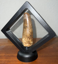 Load image into Gallery viewer, HUGE Spinosaur Fossil Dinosaur Tooth 3.09 Inches NO REPAIR with Display Stand and Case
