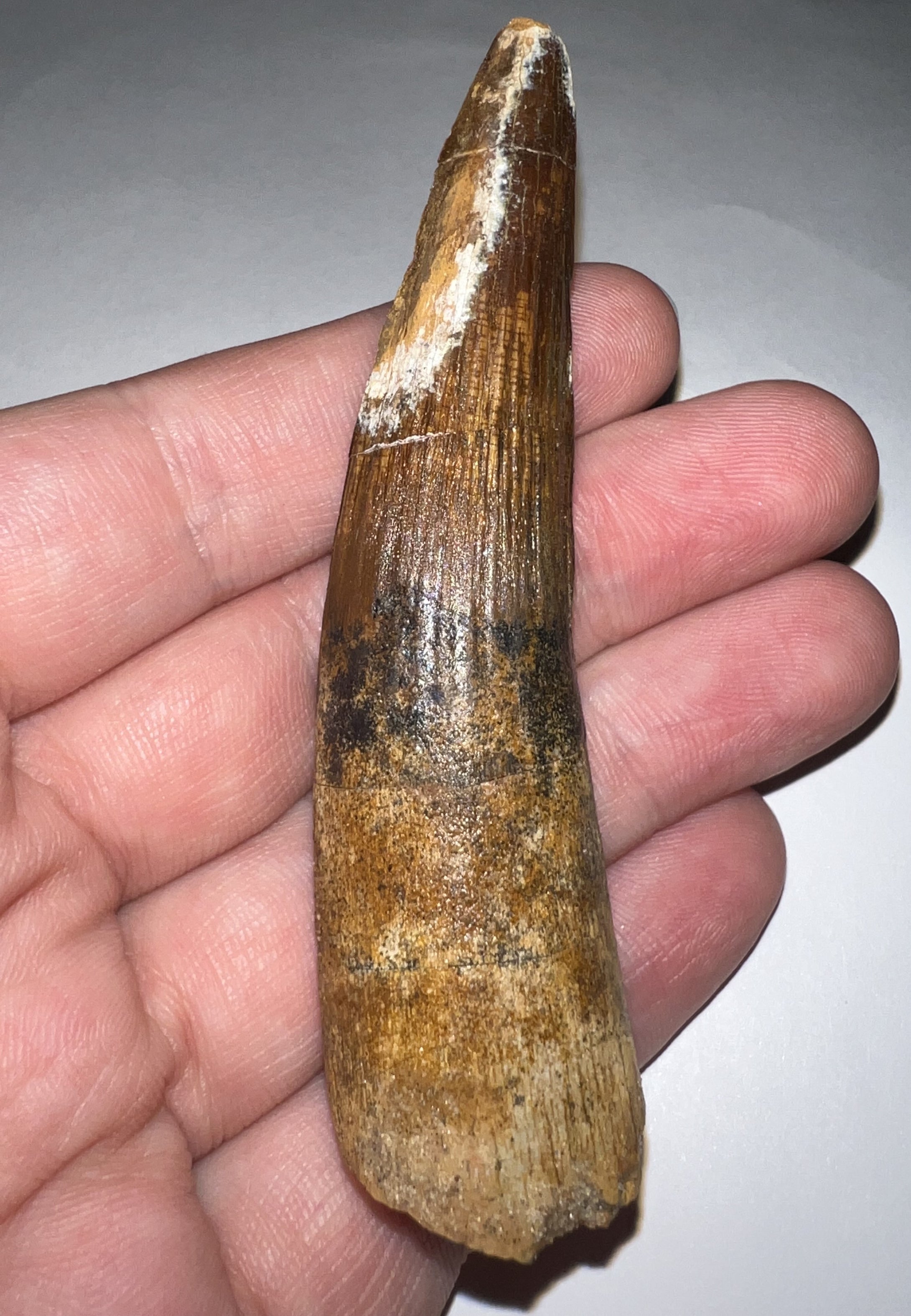 HUGE Spinosaur Dinosaur Tooth 3.362 Inches with Display Stand and Case