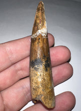 Load image into Gallery viewer, HUGE Spinosaur Dinosaur Tooth 3.362 Inches with Display Stand and Case
