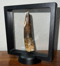 Load image into Gallery viewer, HUGE Spinosaur Dinosaur Tooth 3.362 Inches with Display Stand and Case

