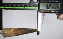 Load image into Gallery viewer, HUGE Spinosaur Dinosaur Tooth 3.21 Inches with Display Stand and Case
