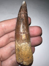 Load image into Gallery viewer, HUGE Spinosaur Dinosaur Tooth 3.26 Inches with Display Stand and Case
