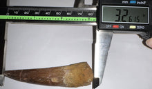 Load image into Gallery viewer, HUGE Spinosaur Dinosaur Tooth 3.26 Inches with Display Stand and Case
