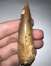Load image into Gallery viewer, HUGE Spinosaur Fossil Dinosaur Tooth 3.22 Inches with Display Stand and Case

