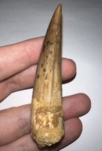 Load image into Gallery viewer, HUGE Spinosaur Fossil Dinosaur Tooth 3.22 Inches with Display Stand and Case
