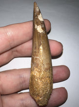 Load image into Gallery viewer, HUGE Spinosaur Fossil Dinosaur Tooth 3.22 Inches with Display Stand and Case
