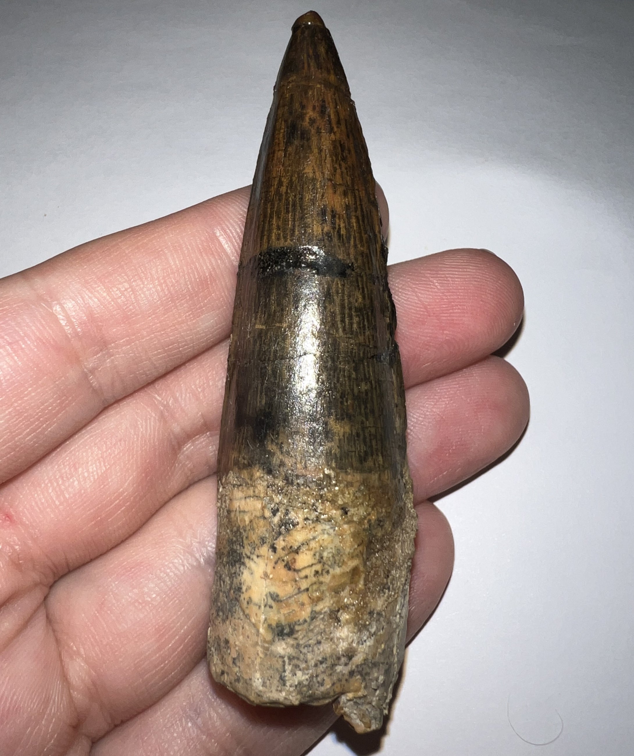 HUGE Spinosaur Dinosaur Tooth 3.22 Inches with Display Stand and Case