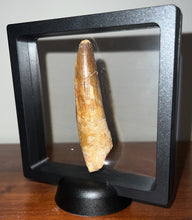 Load image into Gallery viewer, Huge Spinosaur Dinosaur Fossil Tooth 3.4 Inches with Display Stand and Case
