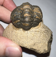 Load image into Gallery viewer, Enrolled Morocops Fossil Trilobite 1.28 Inches
