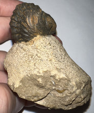 Load image into Gallery viewer, Enrolled Morocops Fossil Trilobite 1.28 Inches
