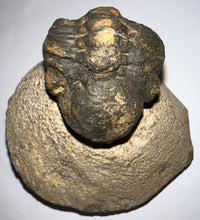 Load image into Gallery viewer, Enrolled Morocops Fossil Trilobite 1.28 Inches
